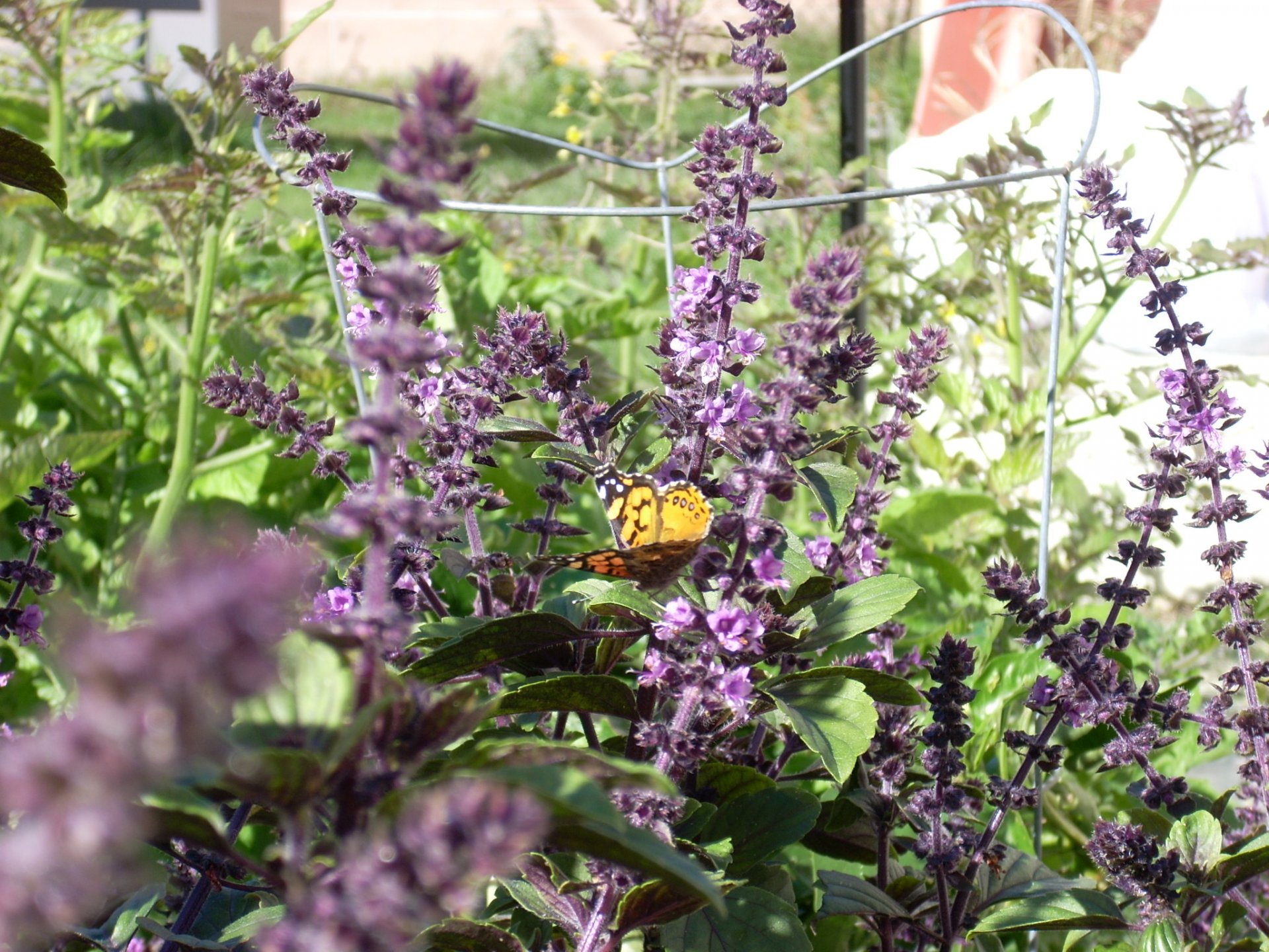 AFRICAN BLUE BASIL OCIMUM KILIMANDSCHARICUM Online