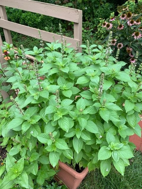 LEMON BASIL OCIMUM CITRIODORUM Online flower plant Seeds