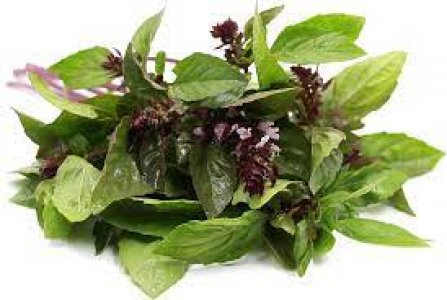 VIETNAMESE BASIL OCIMUM CINNAMON Online flower plant Seeds