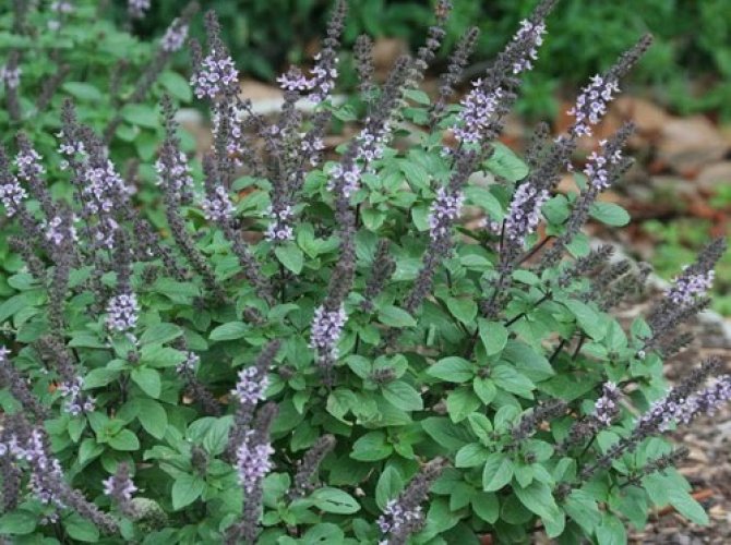 AFRICAN BLUE BASIL OCIMUM KILIMANDSCHARICUM Online flower