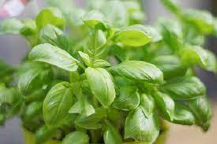 SWEET BASIL OCIMUM BASILICUM Online flower plant Seeds