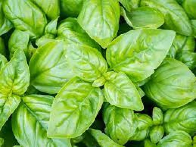 SWEET BASIL OCIMUM BASILICUM Online flower plant Seeds