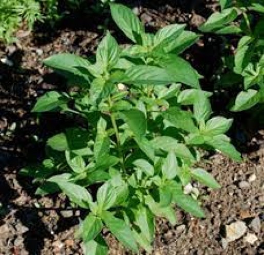 AMERICAN BASIL OCIMUM AMERICANUM Online flower plant Seeds