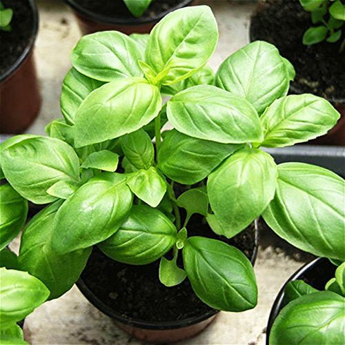 ITALIAN GENOVESE BASIL OCIMUM BASILICUM Online flower plant